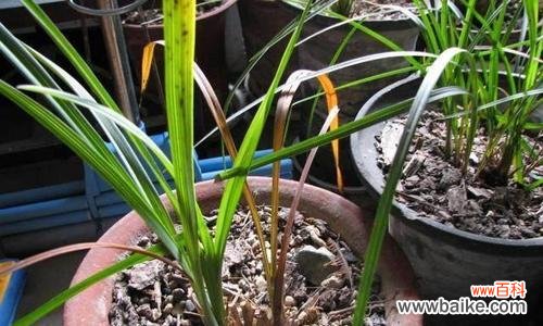 种兰花讲究什么意思?兰花种植的常见问题有哪些?