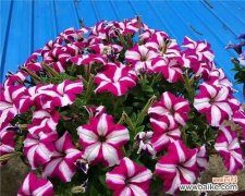 重瓣矮牵牛花语有哪些含义？