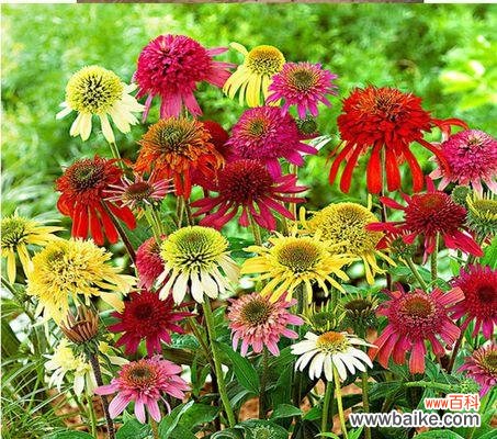 重瓣菊花代表什么？重瓣菊花的花语有哪些含义？