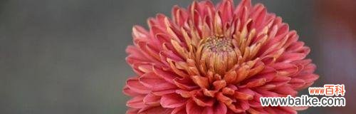 重瓣菊花代表什么？重瓣菊花的花语有哪些含义？