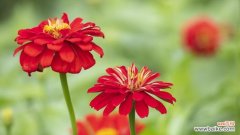 重瓣菊花代表什么？重瓣菊花的花语有哪些含义？