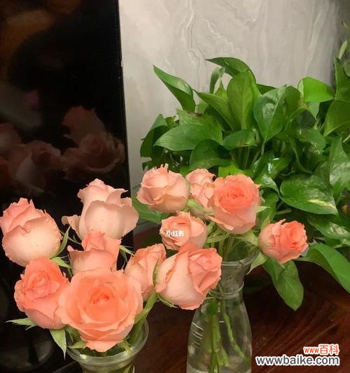 云南小玫瑰特点是什么意思？如何鉴别云南小玫瑰的独特之处？