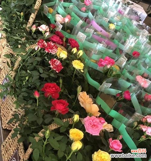 云南小玫瑰特点是什么意思？如何鉴别云南小玫瑰的独特之处？