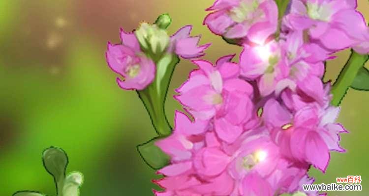 栽培紫罗兰花卉有什么意义？紫罗兰象征着什么？