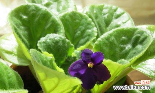 栽培紫罗兰花卉有什么意义？紫罗兰象征着什么？