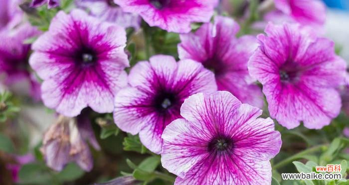 栽培紫罗兰花卉有什么意义？紫罗兰象征着什么？