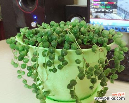 珍珠吊兰花语有哪些含义？