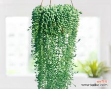 珍珠吊兰花语有哪些含义？