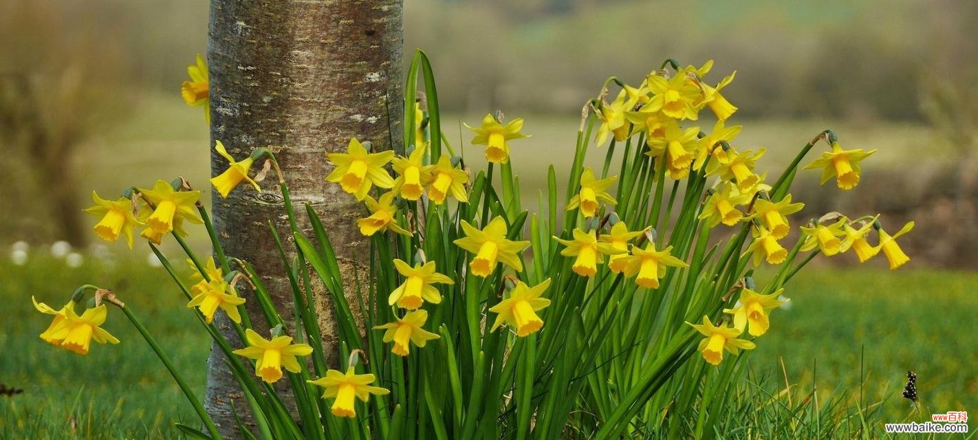 中国水仙花语代表什么？揭秘其独特含义和象征！