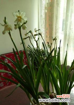 中国水仙花语代表什么？揭秘其独特含义和象征！