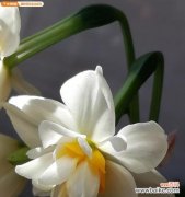 中国水仙花语是什么意思？如何解读水仙花的象征意义？