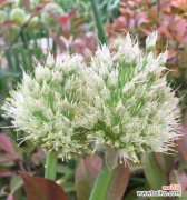 中国象征母子的物品有哪些？它们背后的文化含义是什么？