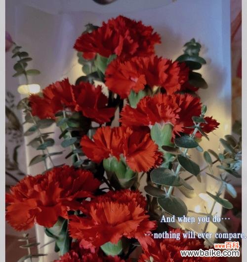 揭开康乃馨花语的真相，读懂TA对你的爱意 男朋友送康乃馨，暗藏着什么心意？