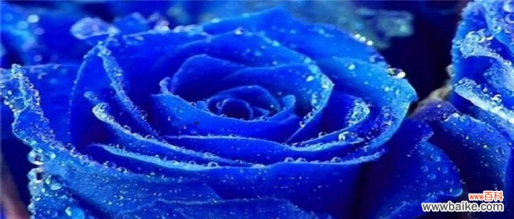 解读一朵美丽的花所蕴含的含义 碎冰蓝玫瑰的花语和寓意