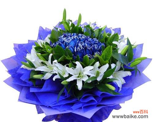 解读一朵美丽的花所蕴含的含义 碎冰蓝玫瑰的花语和寓意