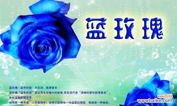 解读一朵美丽的花所蕴含的含义 碎冰蓝玫瑰的花语和寓意
