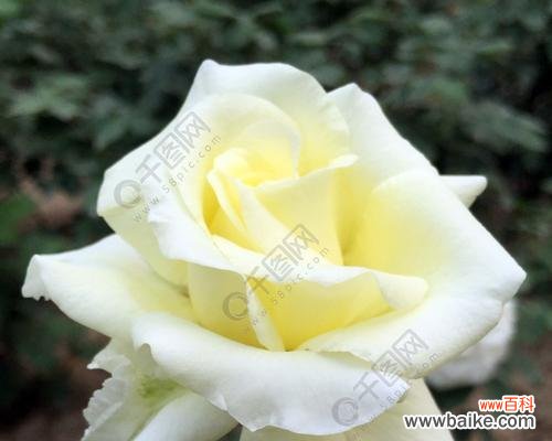 探寻白色玫瑰的神秘内涵 白色玫瑰的象征意义