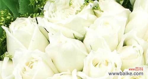 探寻白色玫瑰的神秘内涵 白色玫瑰的象征意义