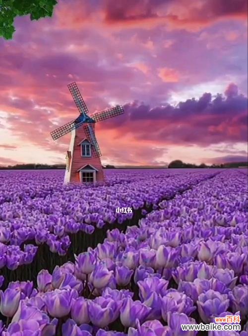 解读紫色花朵的含义与象征 紫色花语的深意