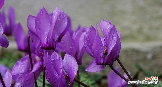 解读紫色花朵的含义与象征 紫色花语的深意