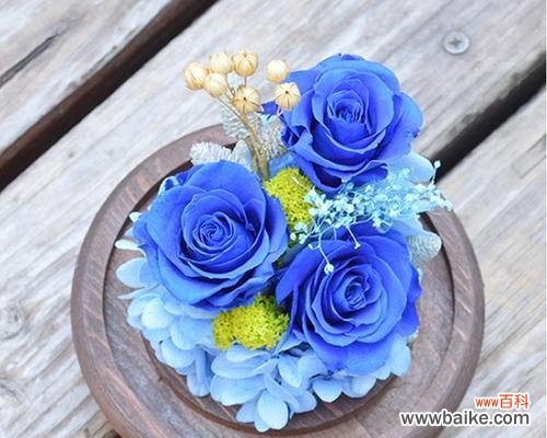 探索玫瑰花三朵代表的含义和故事，了解玫瑰花的神话和传说 玫瑰花三朵的寓意与传说