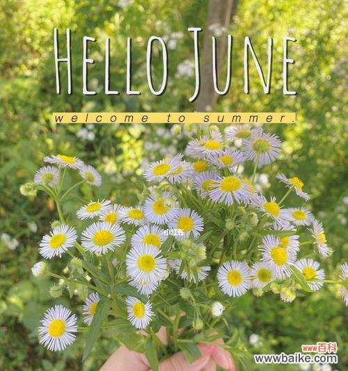 探究小雏菊颜色背后的花语意义 不同颜色小雏菊的花语