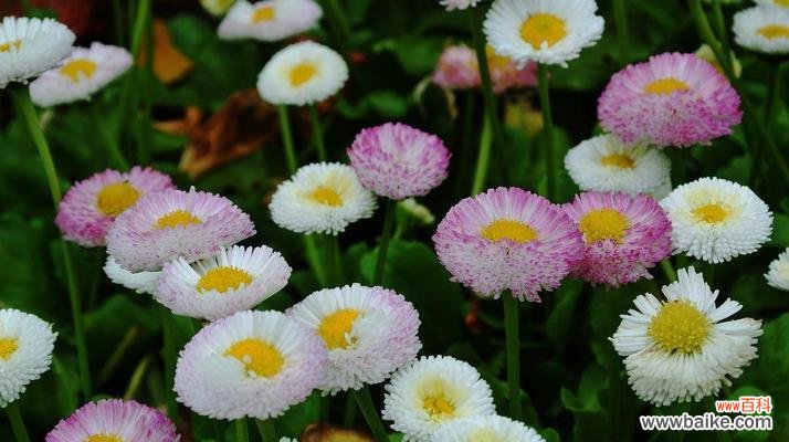 了解雏菊的寓意和象征意义 春日之花的意义——赏析雏菊花语