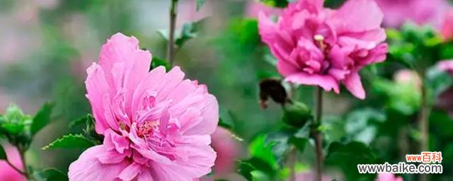 解读木槿花的花语，了解它所传达的信息 木槿花花语的魅力