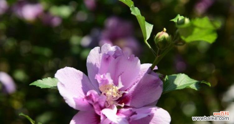 解读木槿花的花语，了解它所传达的信息 木槿花花语的魅力