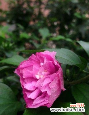 解读木槿花的花语，了解它所传达的信息 木槿花花语的魅力