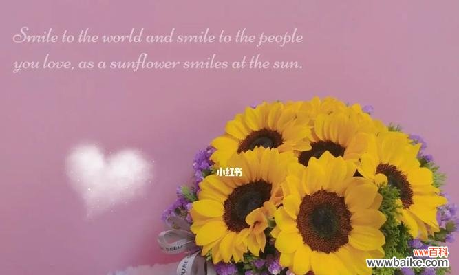 探寻太阳花背后深层含义，解读生命之美 太阳花——唯美的花语