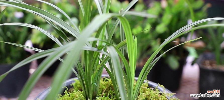 解读兰花的美与吉祥 兰花送人的寓意与祝福