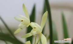 解析兰花在文化中的独特地位与价值 兰花的象征意义及文化内涵