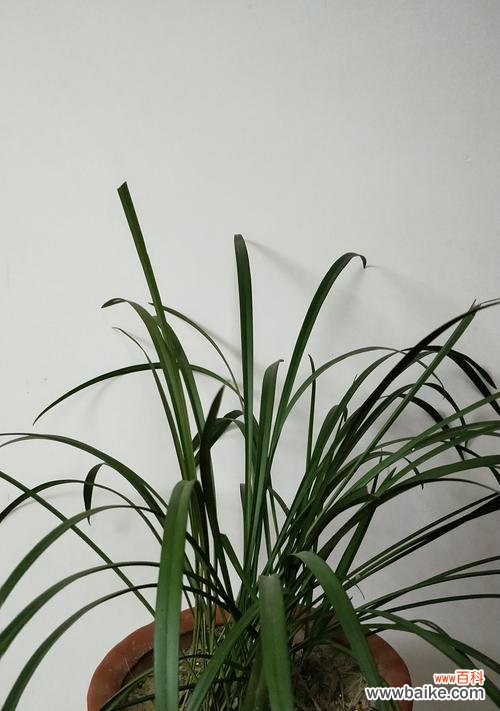 兰花 兰花的寓意与花语