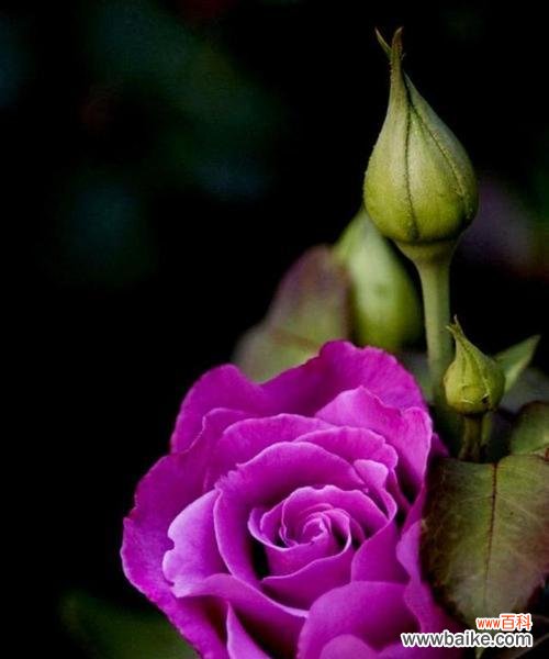 寒冬中绽放的高贵与神秘 冷美人玫瑰