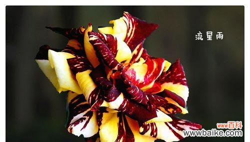 绽放在夜空的神秘语言 流星雨月季花花语——浪漫之美