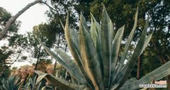 探索龙舌兰花的花语与意义 龙舌兰花