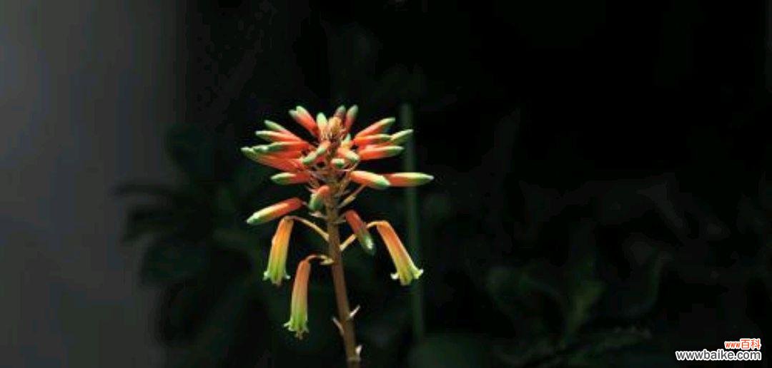 揭秘芦荟的神奇之处 芦荟的花语和传说故事