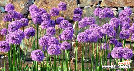 紫色风信子的花语是什么？紫色风信子代表的含义有哪些？