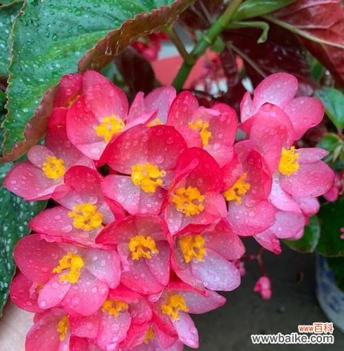 竹节秋海棠花语是什么？如何养护才能花开不断？