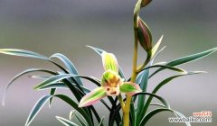 竹子和兰花分别象征着什么？它们的文化含义有哪些？