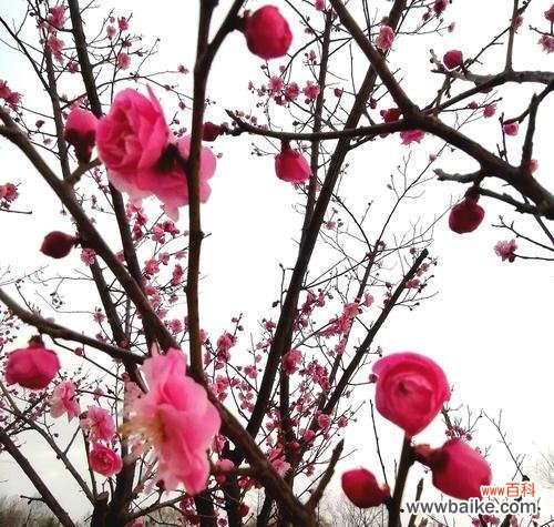 竹子和梅花分别象征着什么？它们的寓意有哪些常见误解？