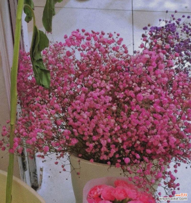 紫红色满天星花语代表什么含义?