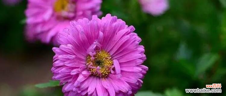 紫菊花的花语有哪些含义？