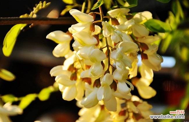 干槐花的功效与作用