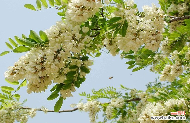 干槐花的功效与作用
