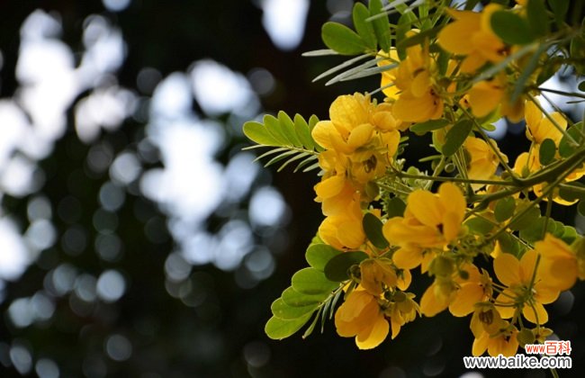 干槐花的功效与作用