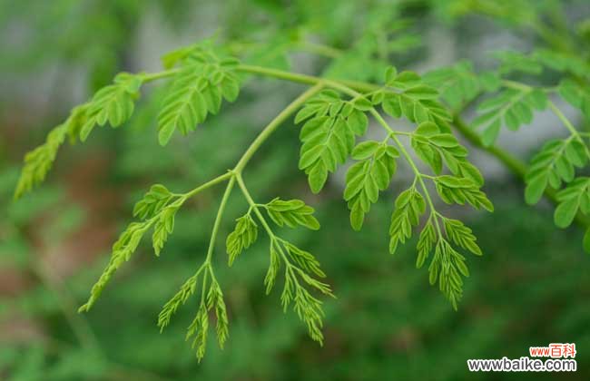 辣木叶的功效与作用