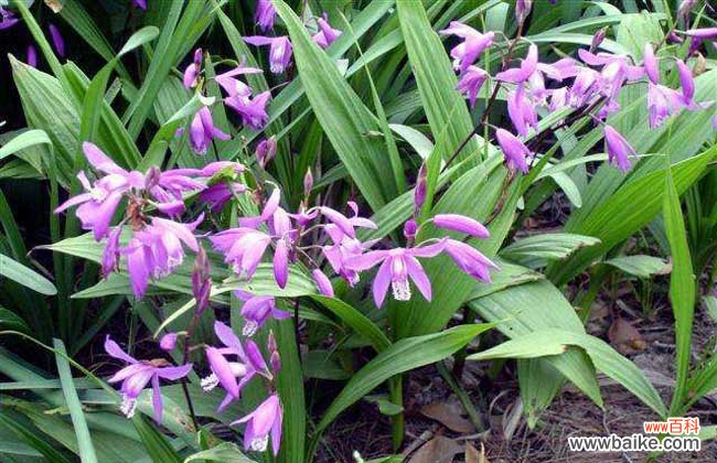 白芨种植基地种植风险