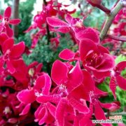 探寻火焰兰的象征意义与历史渊源 火焰兰的花语与文化背景